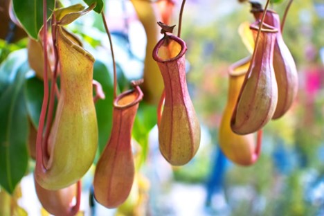 Unveiling the Mystique of Pitcher Plants: Nature's Artful Insect Trappers