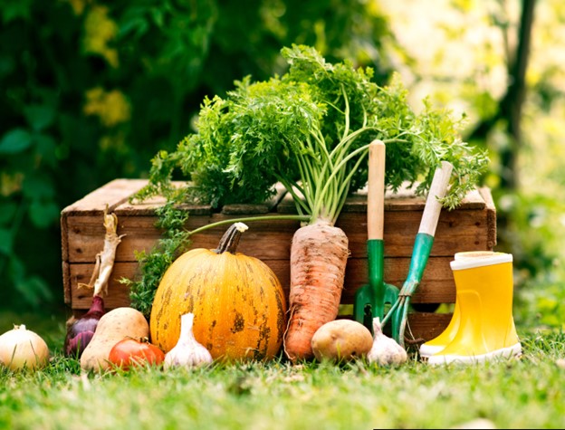 Starting a Vegetable Garden from Scratch: A Beginner's Guide